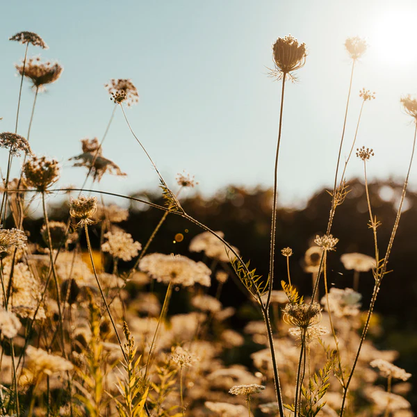 Build Your Ultimate Watch Collection